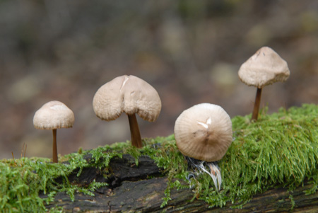 Biodiversity-Fungi-Decaying wood