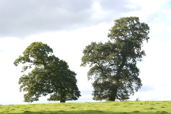 Oak Tree's